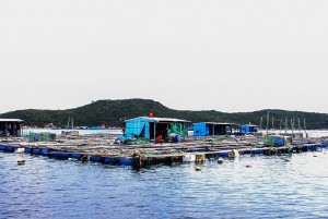 Vạn Ninh: Sớm quy hoạch vùng nuôi thủy sản tạm thời