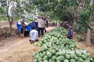 Giải cứu 14 tấn dưa hấu cho nông dân xã Cam Thành Nam