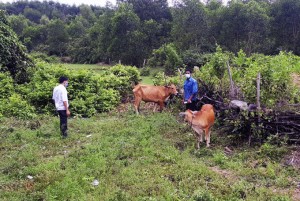 Bệnh viêm da nổi cục trên đàn trâu, bò: Hỗ trợ tiêm phòng cho hộ nuôi nhỏ lẻ