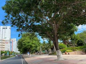 Nha Trang: Gỡ bỏ các chốt bảo vệ "vùng xanh" và dây giăng bao quanh các công viên bờ biển