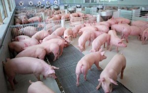 Thái Lan tham vấn Việt Nam về cách chống dịch tả lợn châu Phi