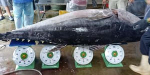 Ngư dân Bình Định câu được cá ngừ đại dương 210 kg