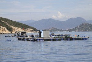 Cam Ranh: Diện tích nuôi trồng thủy sản giảm mạnh