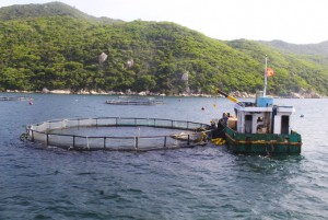 Sử dụng thức ăn công nghiệp: Góp phần phát triển nuôi biển bền vững