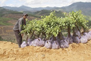 Khánh Vĩnh: Nỗ lực gia tăng độ che phủ rừng