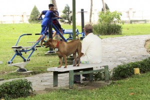 Nha Trang: Kiểm tra, xử lý việc chó nuôi thả rong không đeo rọ mõm