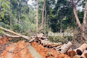 Khánh Hòa: Khởi tố vụ án phá rừng tại 2 xã Ninh Ích và Diên Điền