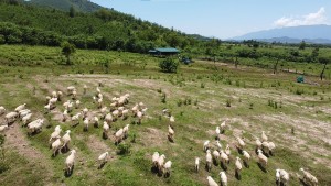 Ngắm đàn cừu trên thảo nguyên Ninh Thượng